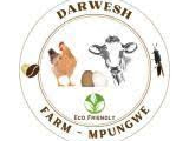 BSF Solutions for Sustainable Agriculture Exhibition - Jinja 2025