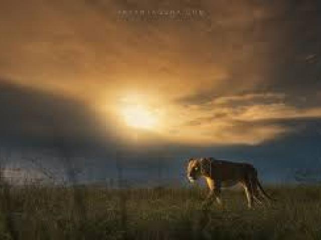 Kenya Wildlife Photography Expedition											